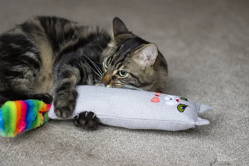 Moody Moggy Rainbow Cat Kicker-1